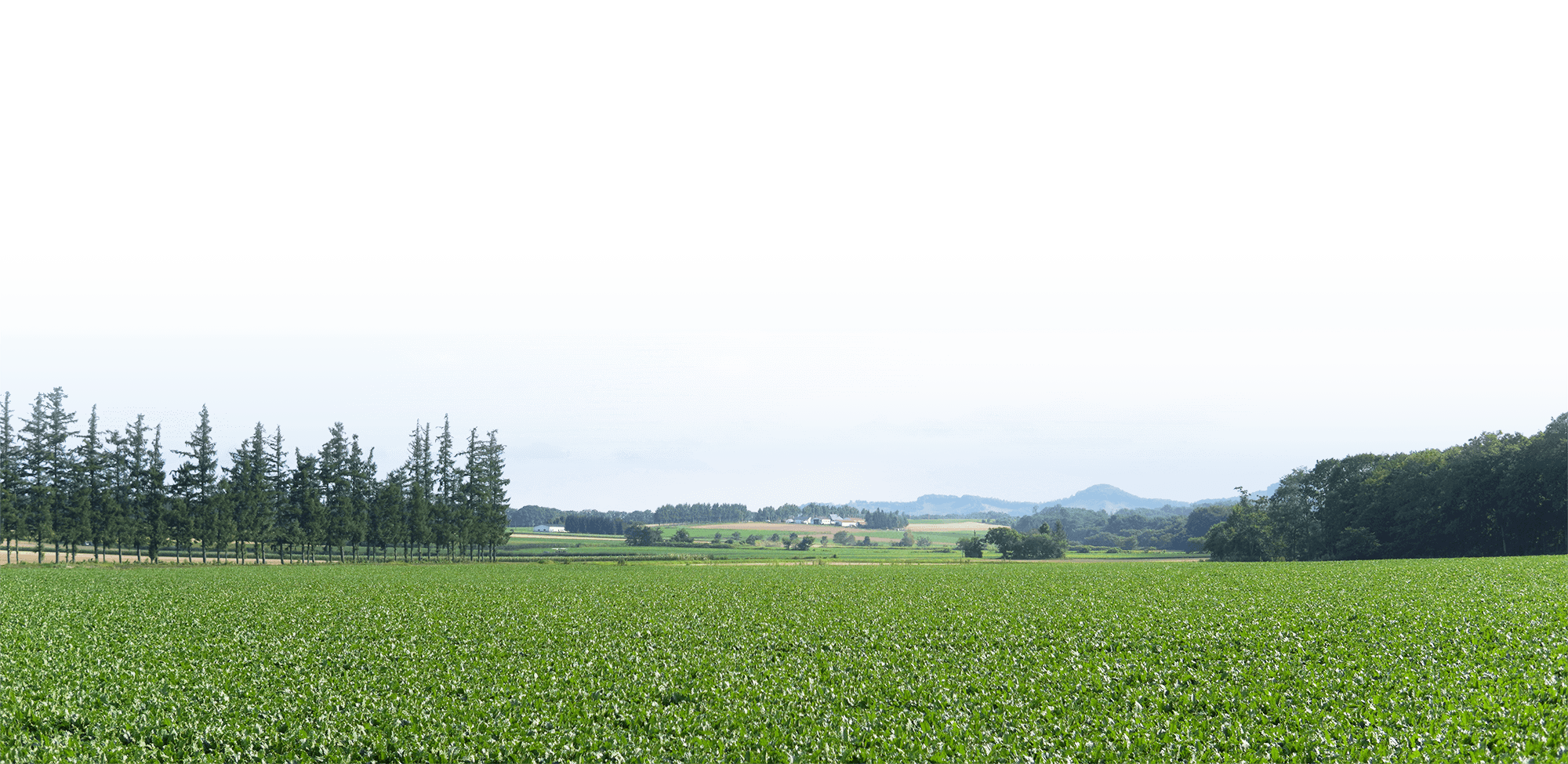 山わさび 畑イメージ