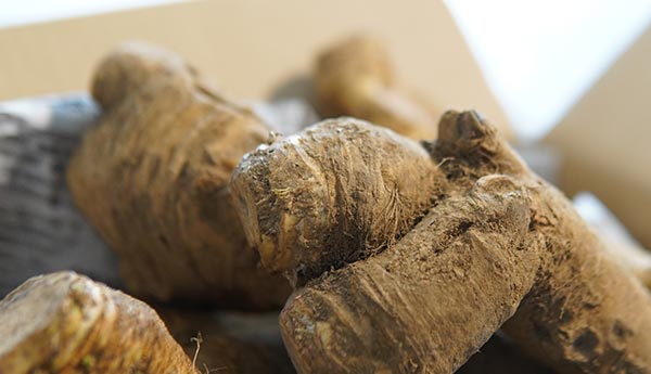 山わさびの通年安定出荷